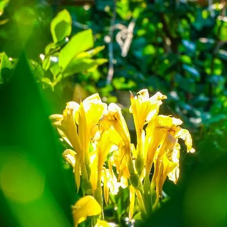 Lemon Garden Çıralı
