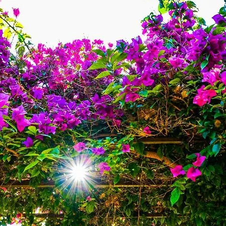 Lemon Garden 2*