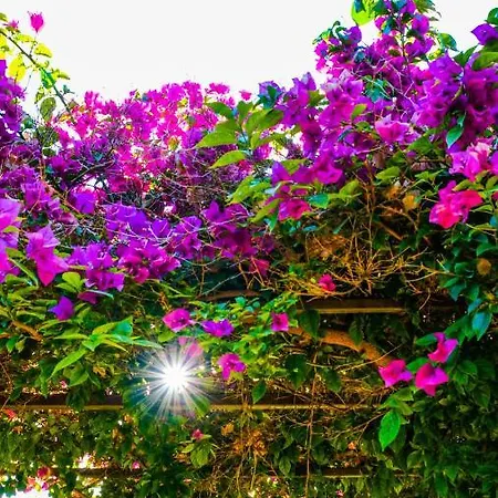Lemon Garden 2* Çıralı