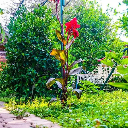 Oda ve Kahvaltı Lemon Garden Çıralı