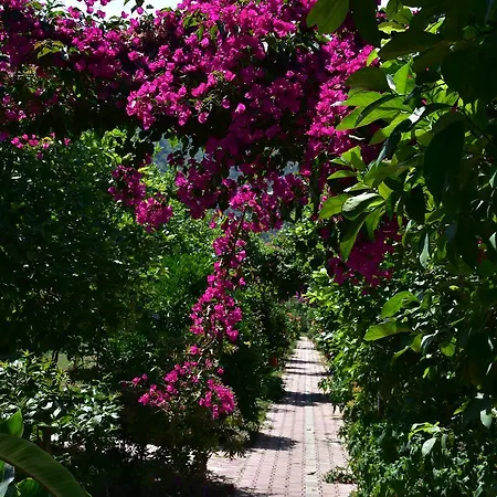 Oda ve Kahvaltı Lemon Garden Çıralı