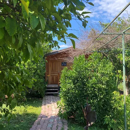 Lemon Garden